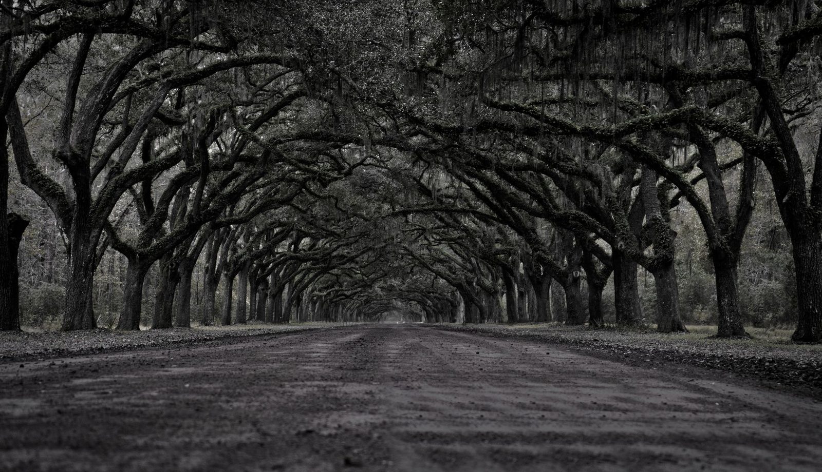 Live oaks forming a tunnel over a road near Savannah, Georgia
